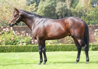 Littel Avondale Stud's Per Incanto.